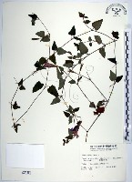 倒地蜈蚣、四角銅鑼藏品圖，第1張