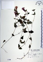 倒地蜈蚣、四角銅鑼藏品圖，第1張