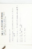 杜英、山杜英、蘭嶼杜英藏品圖，第2張