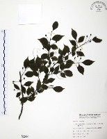 燈稱花、烏雞骨藏品圖，第1張