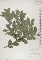 魯花樹藏品圖，第1張