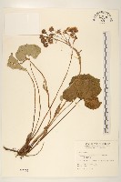 臺灣款冬藏品圖，第1張