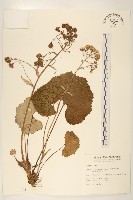 臺灣款冬藏品圖，第1張