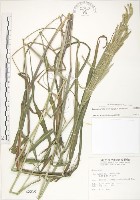 吳氏雀稗藏品圖，第1張