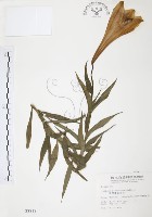 臺灣百合藏品圖，第1張