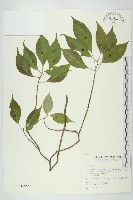 臺灣青莢葉藏品圖，第1張