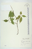 臺灣青莢葉藏品圖，第1張