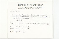 臺灣青莢葉藏品圖，第2張