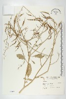 濱萊菔藏品圖，第1張