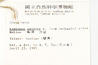 濱萊菔藏品圖，第2張