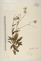 紅鳳菜藏品圖，第1張