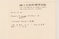 紅鳳菜藏品圖，第2張