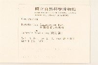 臺灣澤蘭藏品圖，第2張