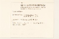 臺灣澤蘭藏品圖，第2張