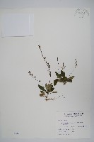 針刺草藏品圖，第1張