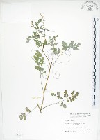 臺灣黃菫藏品圖，第1張