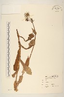 鬼苦苣菜藏品圖，第1張