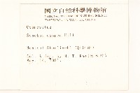 鬼苦苣菜藏品圖，第2張