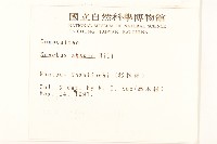 鬼苦苣菜藏品圖，第2張