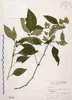 臺灣鱗球花藏品圖，第1張