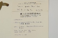 日本假蓬藏品圖，第2張