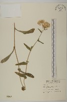 毛將軍藏品圖，第1張