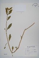 空心蓮子草藏品圖，第1張