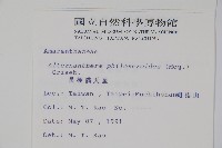 空心蓮子草藏品圖，第2張