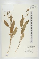 葶藶藏品圖，第1張