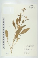 葶藶藏品圖，第1張