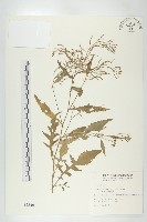 葶藶藏品圖，第1張