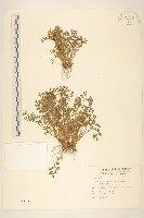 假吐金菊藏品圖，第1張