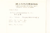 假吐金菊藏品圖，第2張