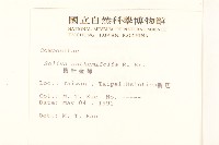 假吐金菊藏品圖，第2張