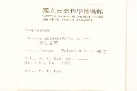 假吐金菊藏品圖，第2張