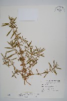 蓮子草藏品圖，第1張