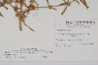 蓮子草藏品圖，第2張