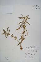 蓮子草藏品圖，第1張