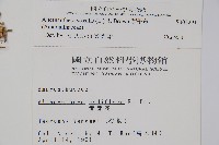 蓮子草藏品圖，第2張