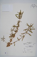 蓮子草藏品圖，第1張