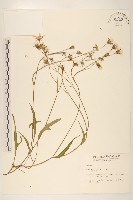 蓮子草藏品圖，第3張