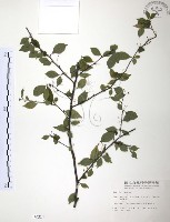 燈稱花、烏雞骨藏品圖，第1張