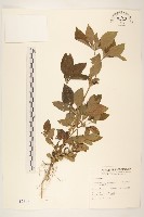 金腰箭藏品圖，第1張