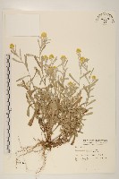 鼠麴草藏品圖，第1張