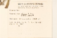 鼠麴草藏品圖，第2張