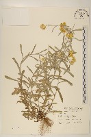 鼠麴草藏品圖，第1張