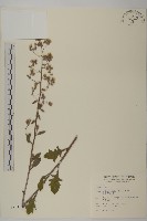 裂葉艾納香藏品圖，第1張