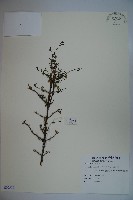 川上氏忍冬藏品圖，第1張