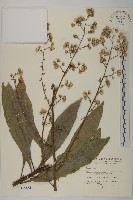 走馬胎藏品圖，第1張