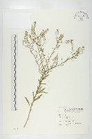 獨行菜藏品圖，第1張